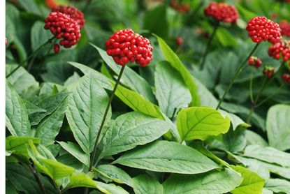 Red Berried Korean Ginseng Plant