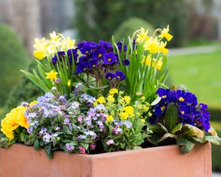 spring container ideas terracotta pot planted up with yellow and purple spring flowers