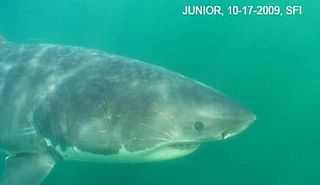 Junior the shark, in October 2009, near the Farallon Islands off the coast of northern California. More than a year later, the fish was rocketed to Internet fame because of an injury some blamed on a scientist.