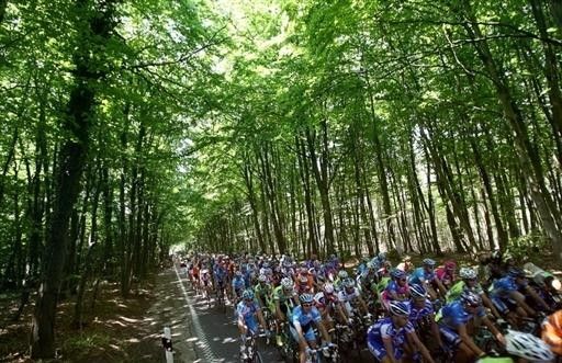 The bunch rides through trees in stage 3