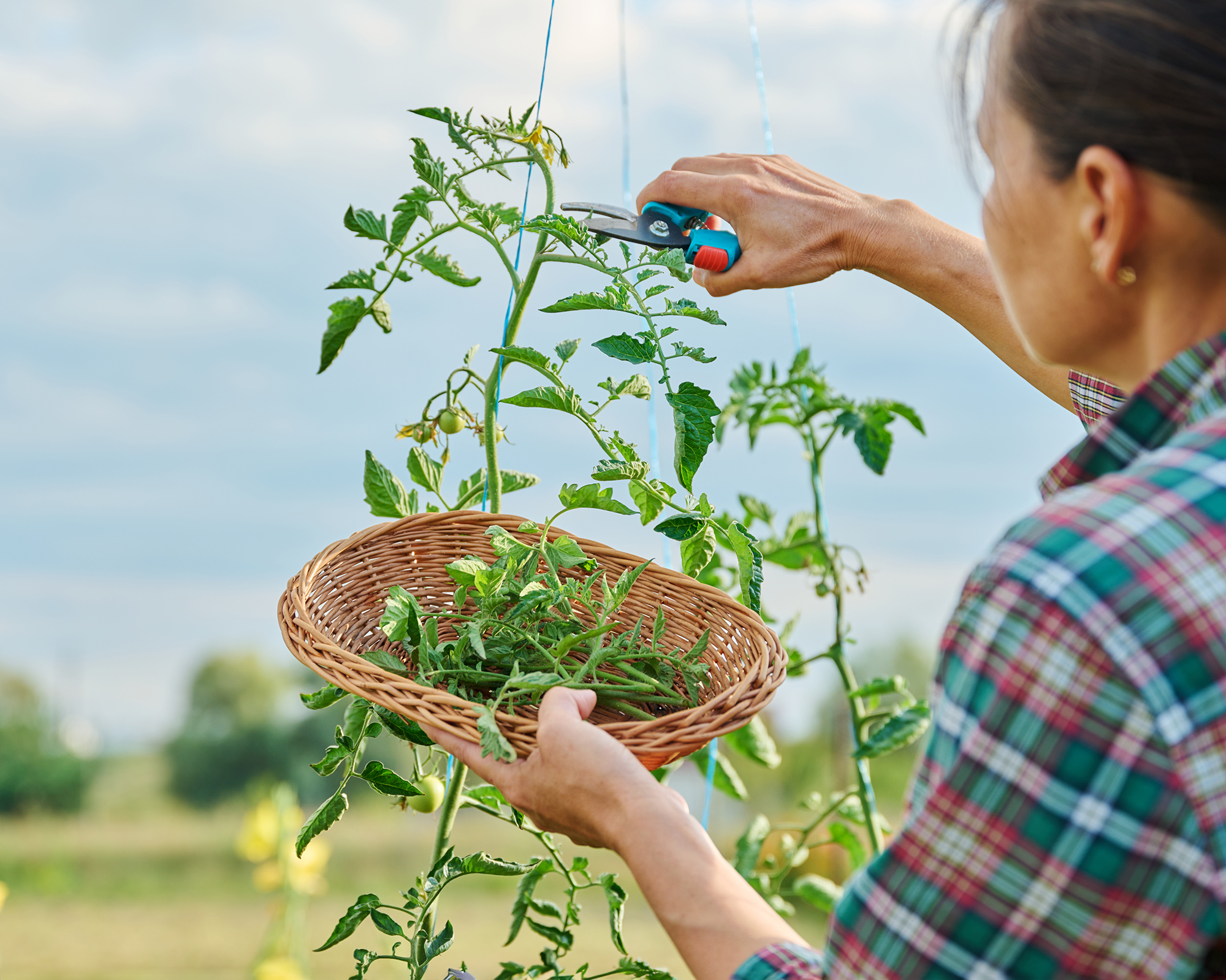 Pruning tomato plant