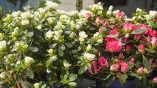 Azaleas in containers