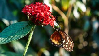 A butterfly on a flower