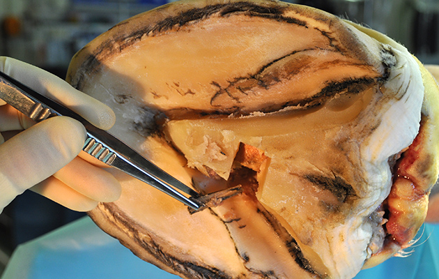 vet foreign body removal 05 10 2017 issue Wood FB fragment removed from foot at surgery 2