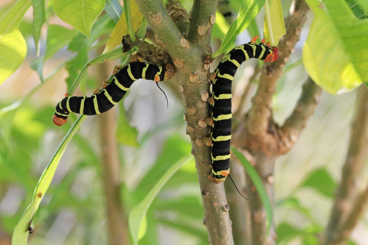 plumeria pest