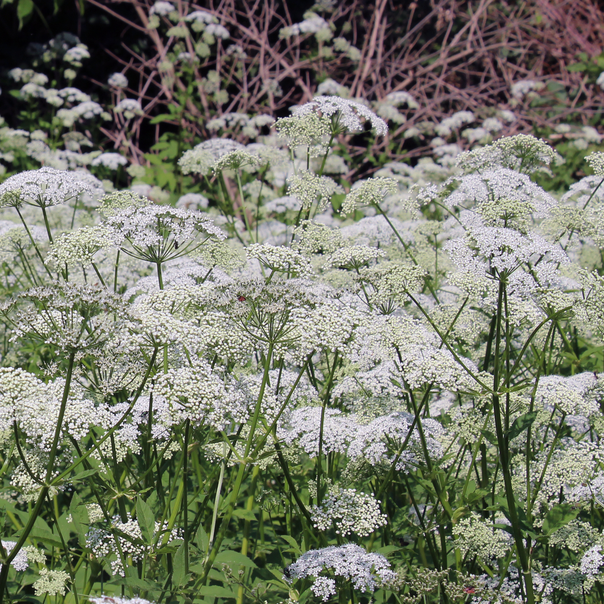 Ground elder growing wild