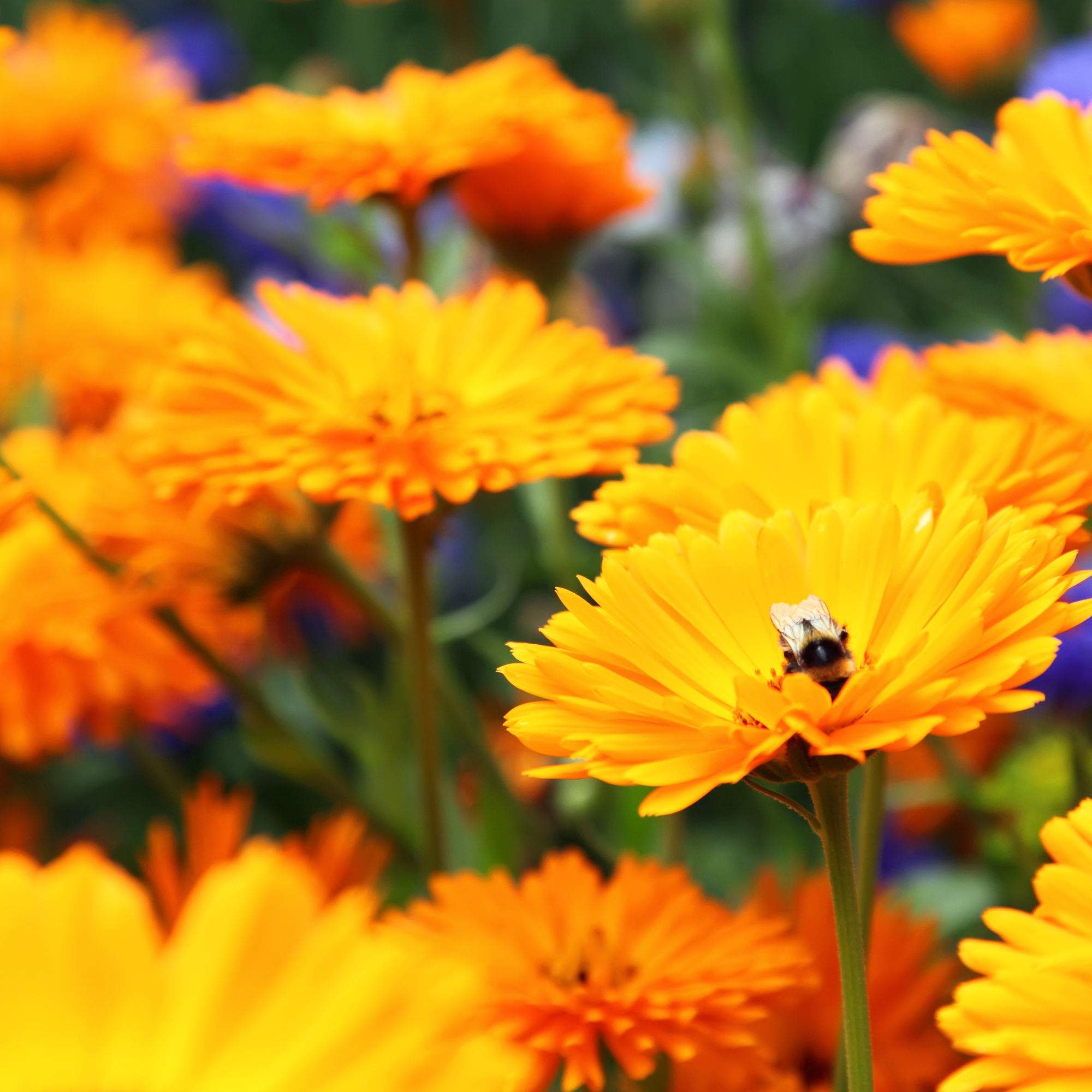 Orange calendula flowers with a Bee collecting nectar.