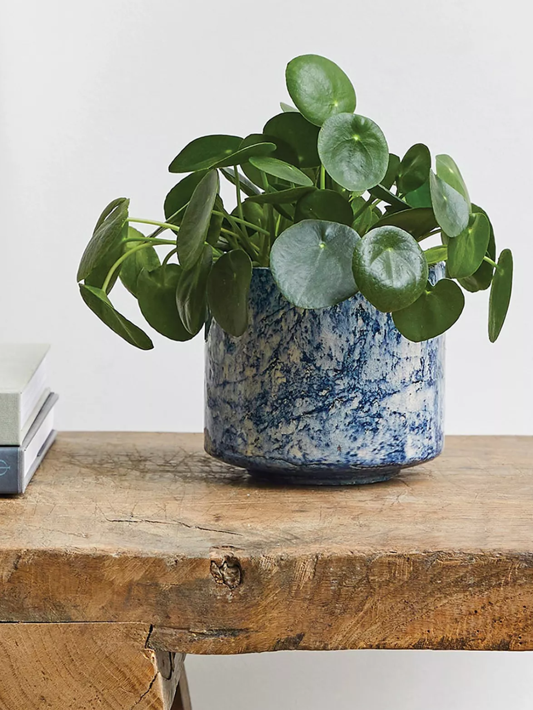 A marbled ceramic planter with a Chinese money plant from Patch Plants on a wood side table by books