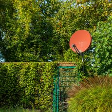 Red satellite dish on ivy covered wall of garden