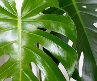 close-up of monstera leaves