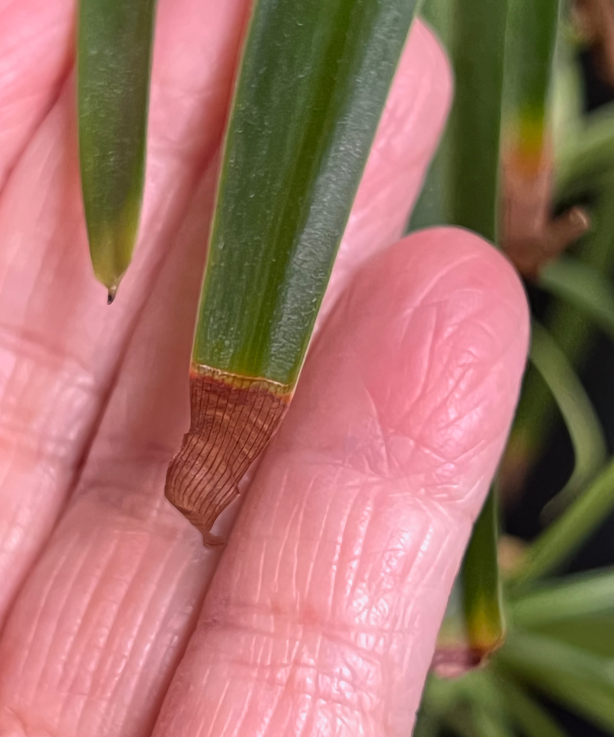 Spider plant leaf with brown tip