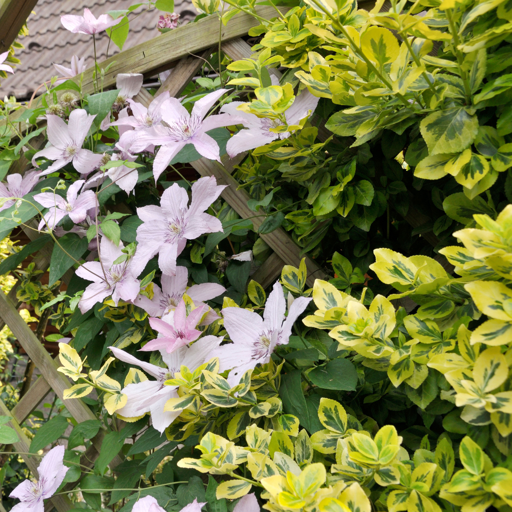 Clematis (Clematis Piilu) and winter creeper (Euonymus fortunei 'Emerald'n Gold')