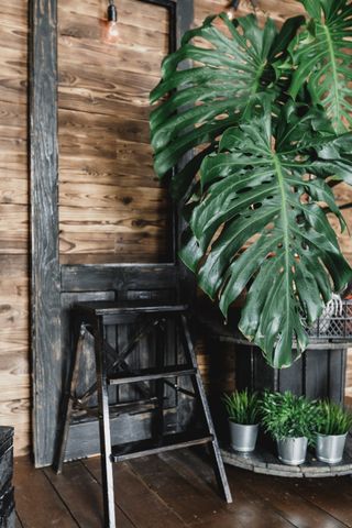 A huge monstera sits atop a wooden unit in a wood-drenched house.