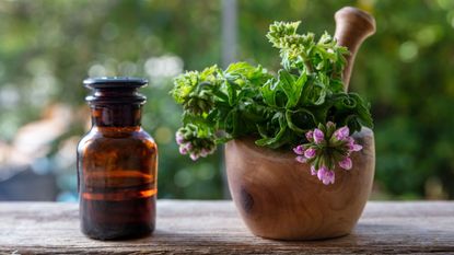 Citronella plant in a pestle and mortar next to a brown bottle of oil