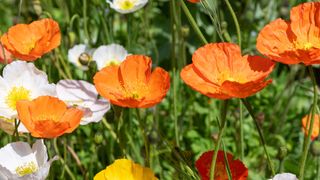 Iceland Poppies in orange, yellow and white