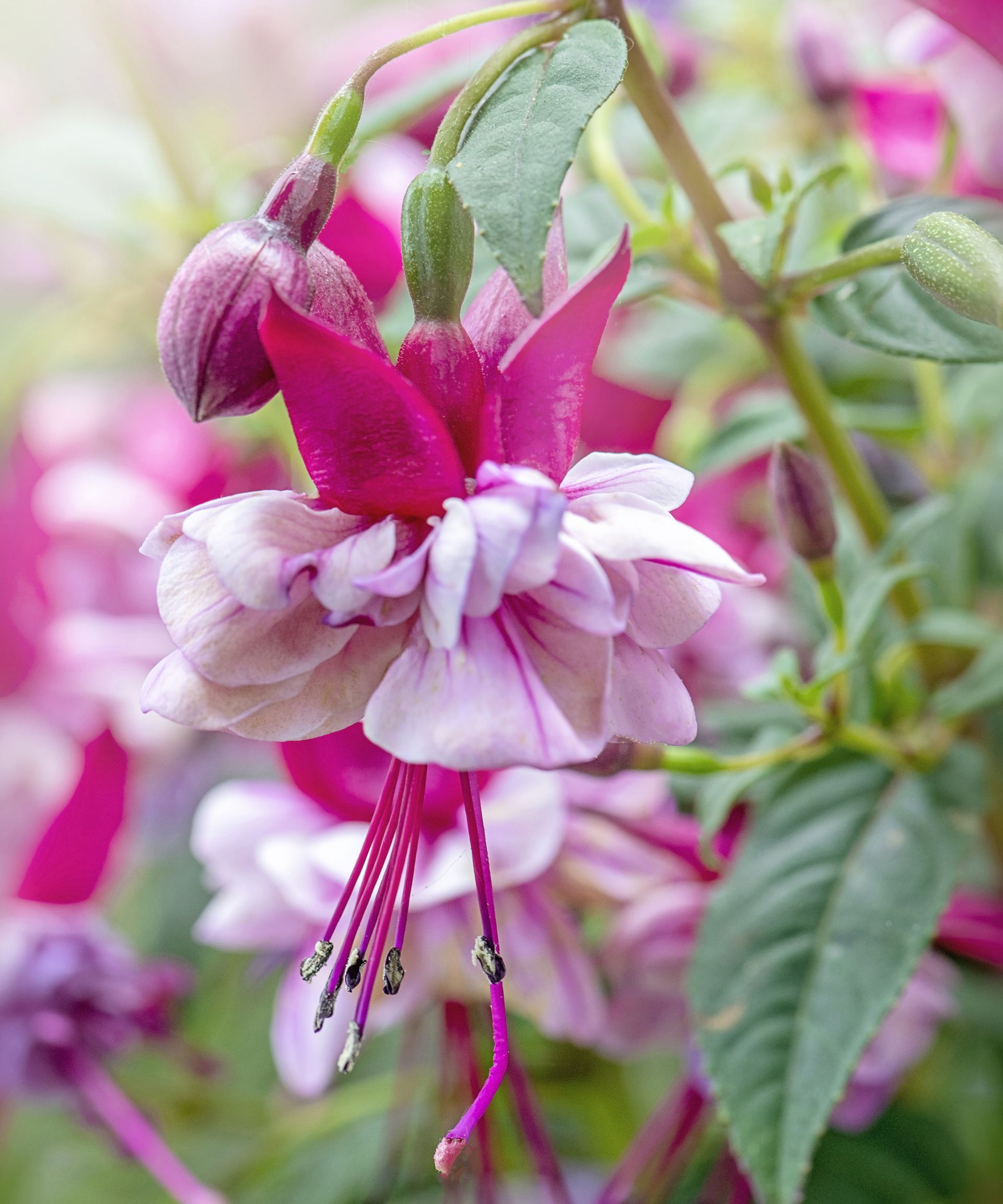 Close-up image of a single pink and white double fuchsia flower