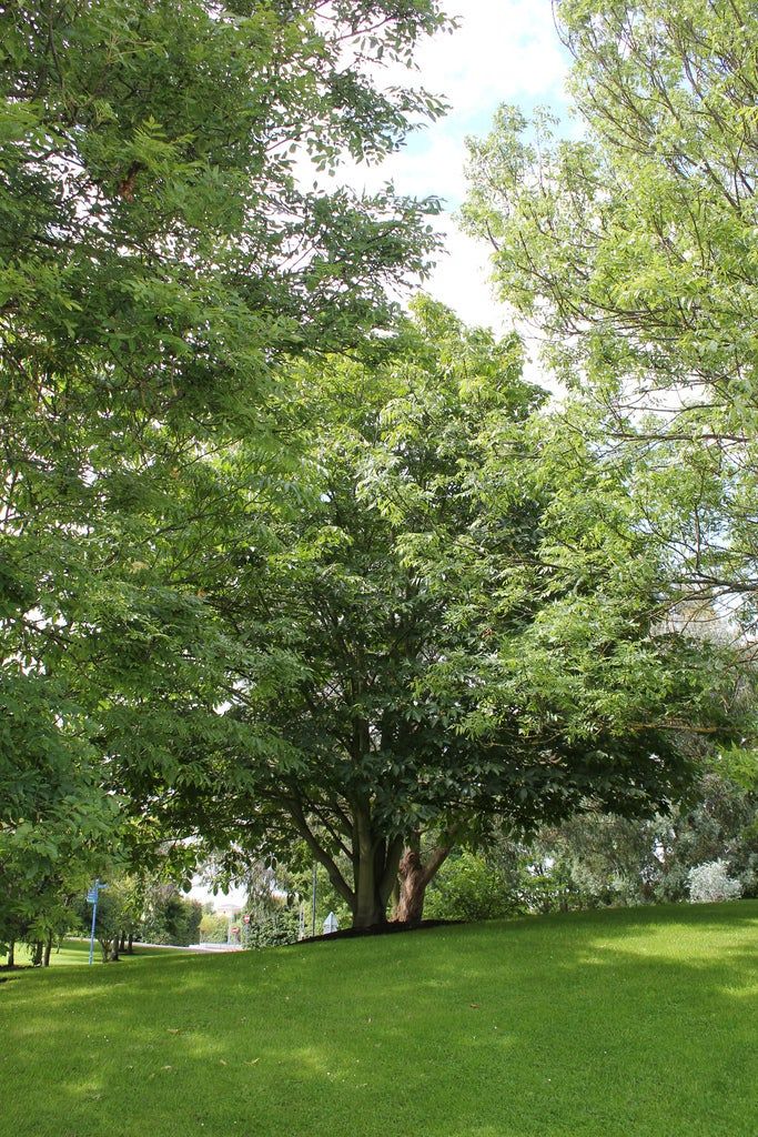 Large Japanese Chestnut Trees