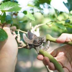 hands holding green secateurs and trimming branches 