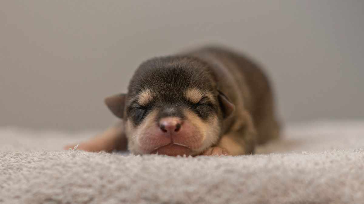 Newborn puppy sleeping