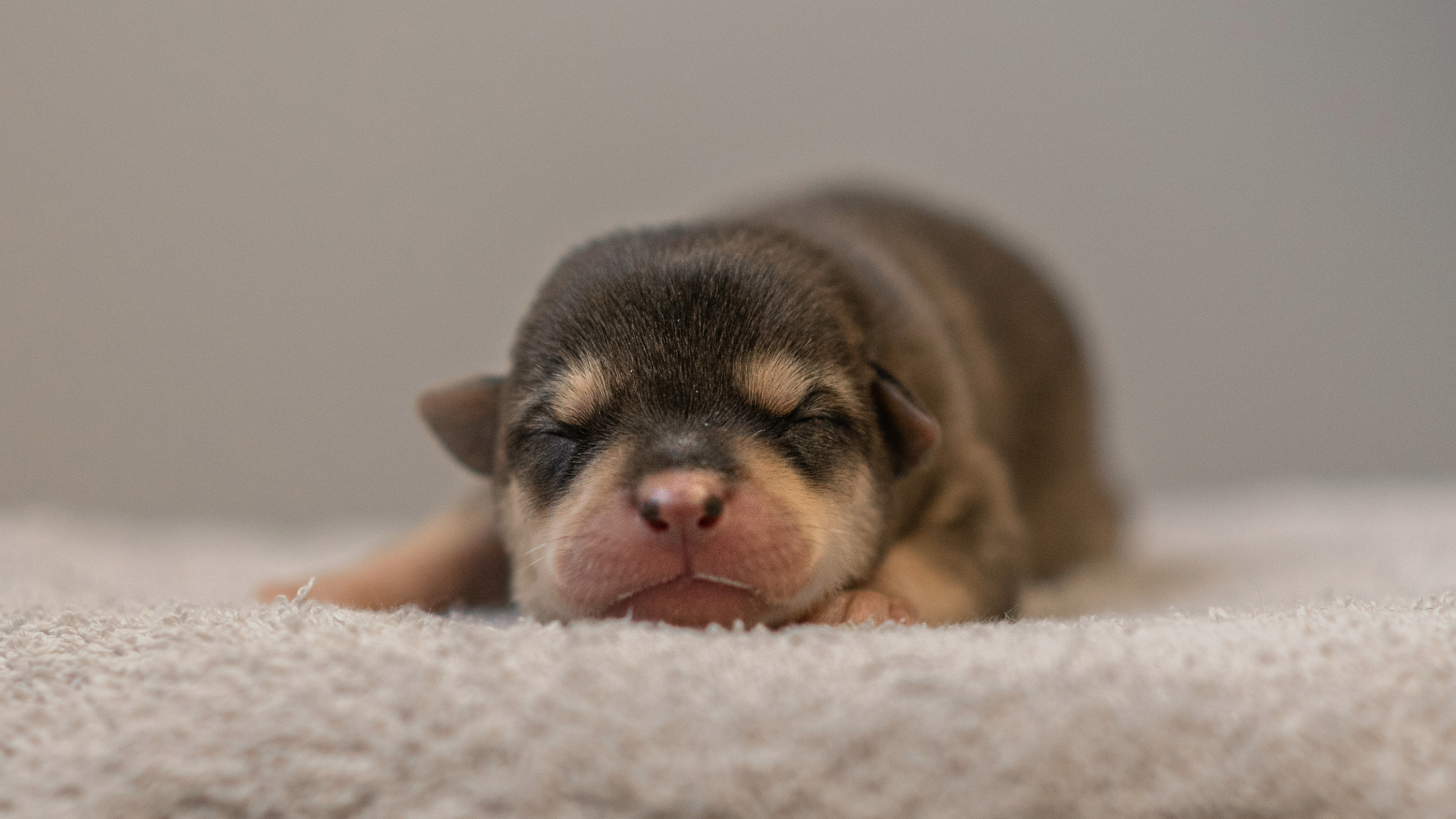 Lethargic newborn hot sale puppy