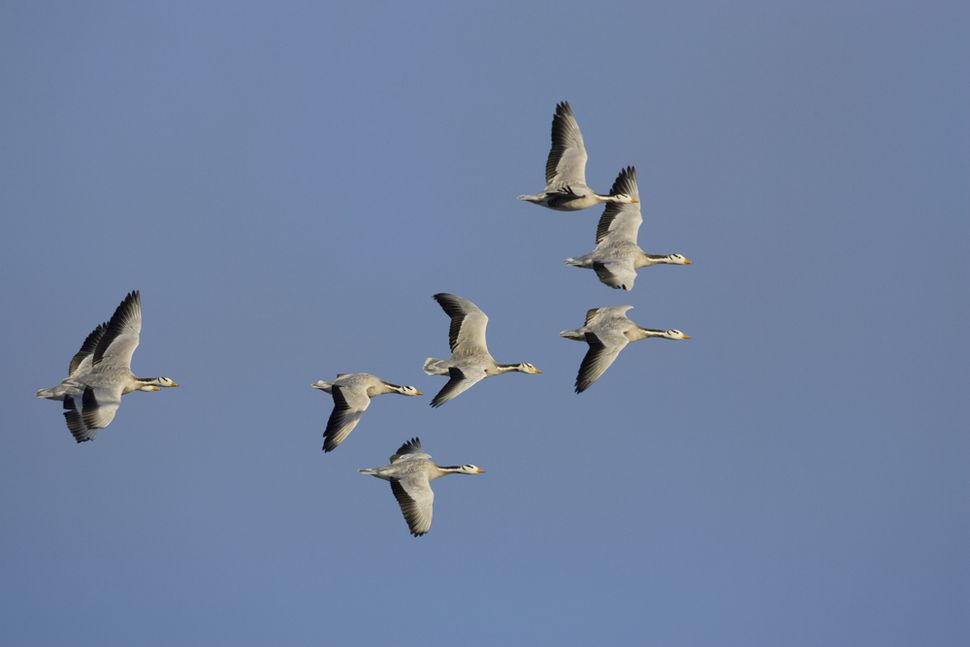 How High Can Birds Fly? Live Science