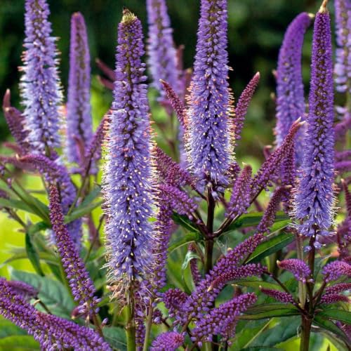 Redcrocus - Redcrocus Culver's Root Veronicastrum Virginicum- Attractive Pollinator-Attracting Perennial for Garden Borders and Cut Flowers 1 Gallon