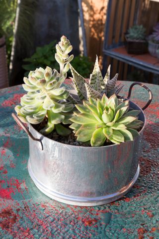 Succulents in a metal planter