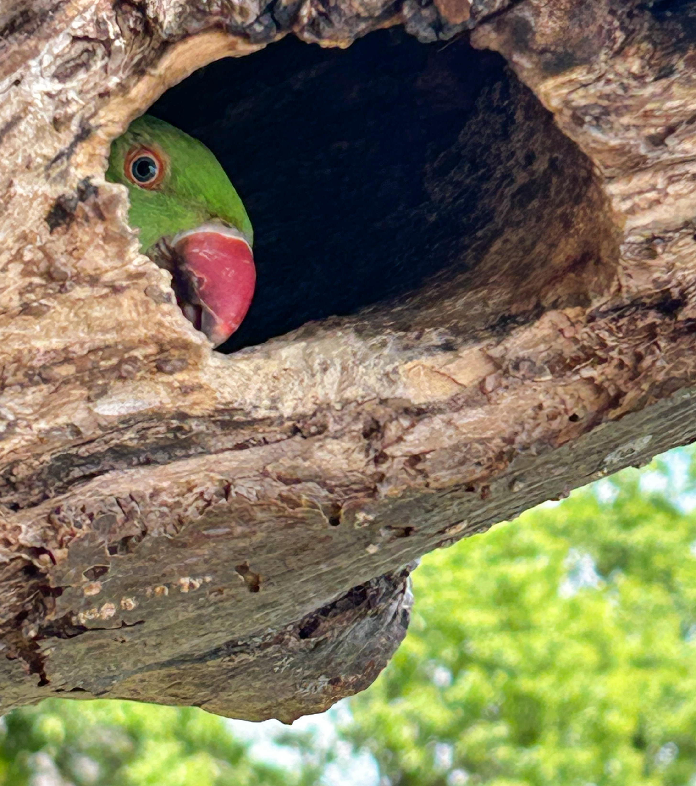 Parkeet peeking from hole in tree