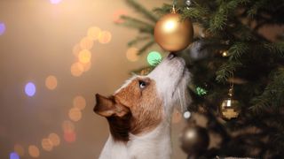 A dog sniffing a bauble on a Christmas tree