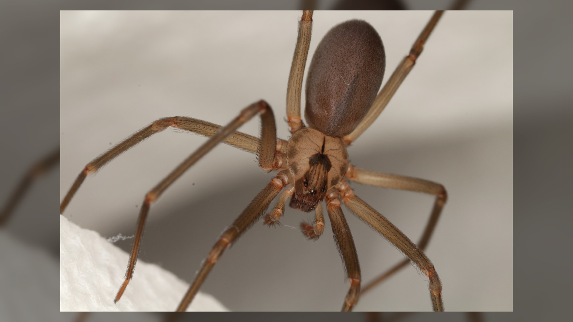 A close-up photo of a brown recluse spider against a gray background.