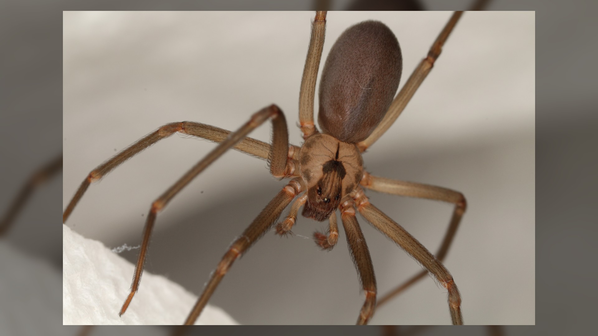 Brown recluse spiders Facts, bites & symptoms Live Science