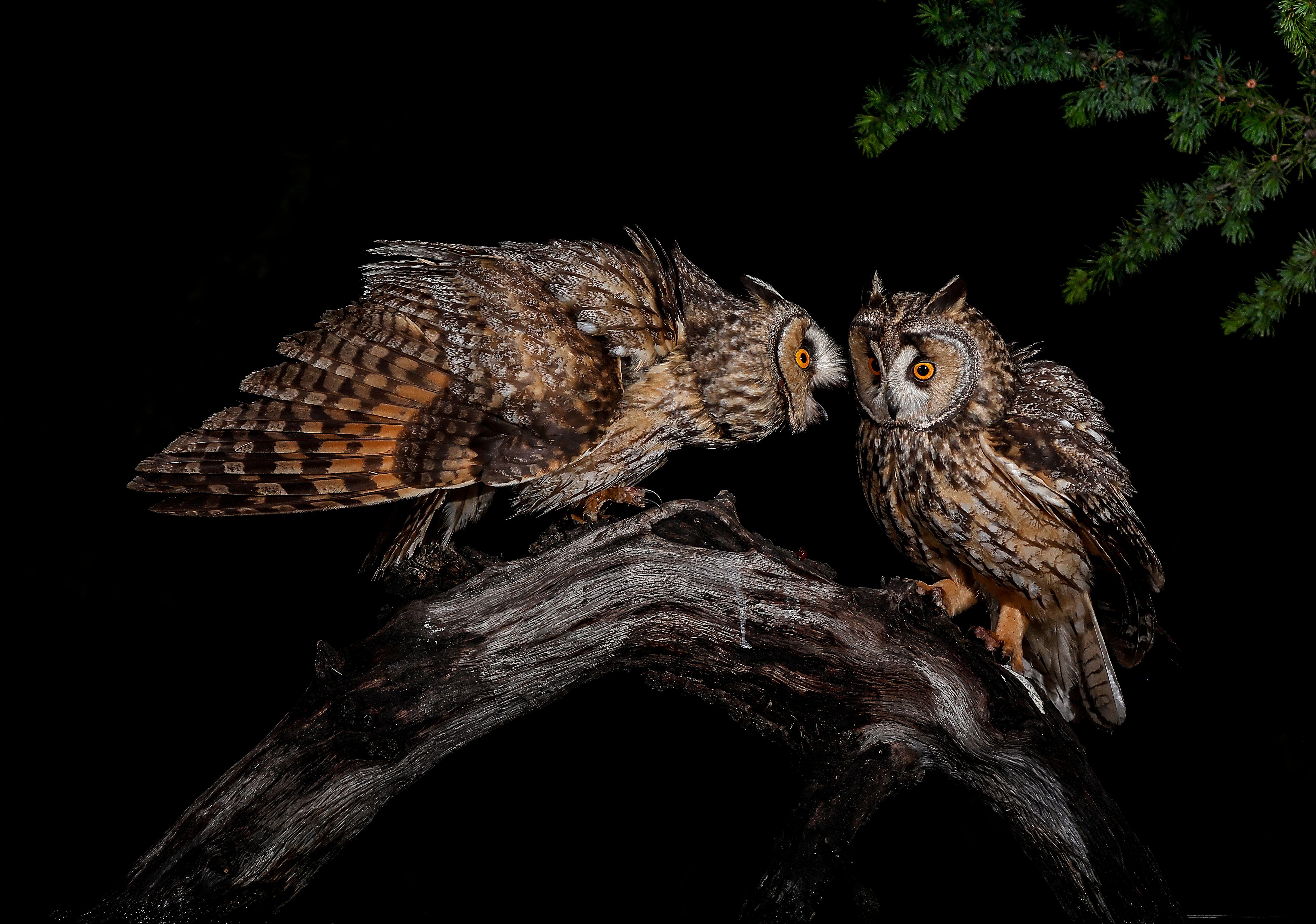 Long-eared owl