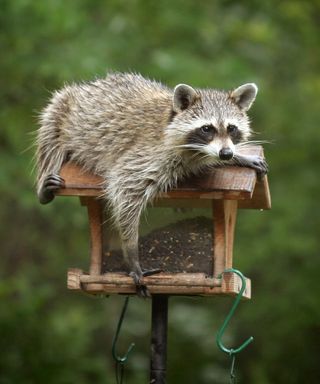 A raccoon on top of a bird feeder