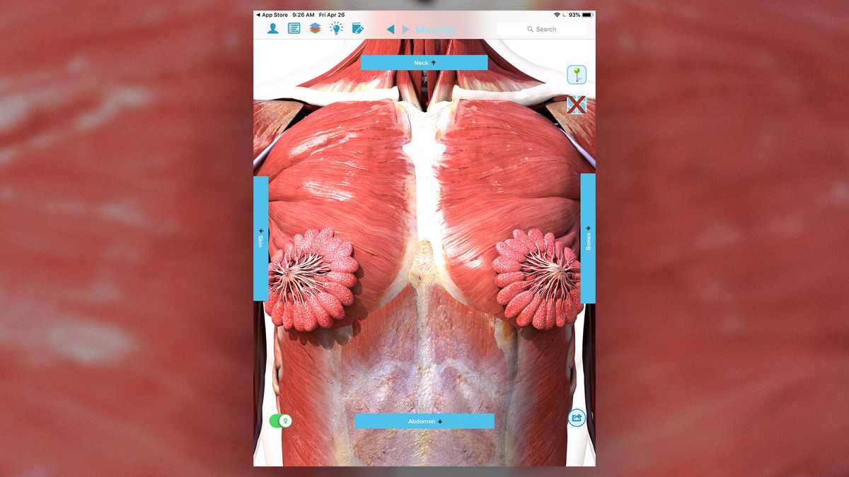 Breast Anatomy Worksheet Single FILLED Digital Download Human