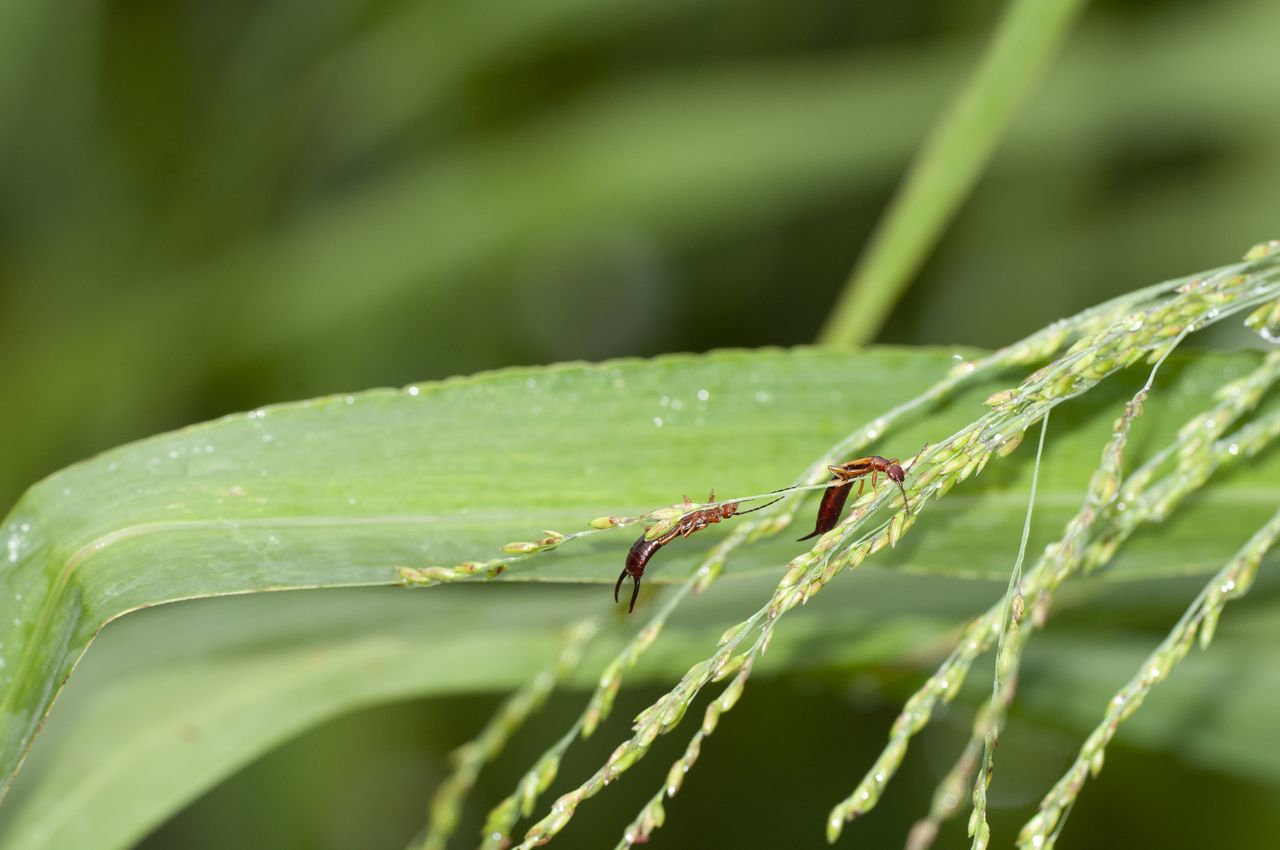 Two adult earwigs, forficula spp., nibbling on grass seeds