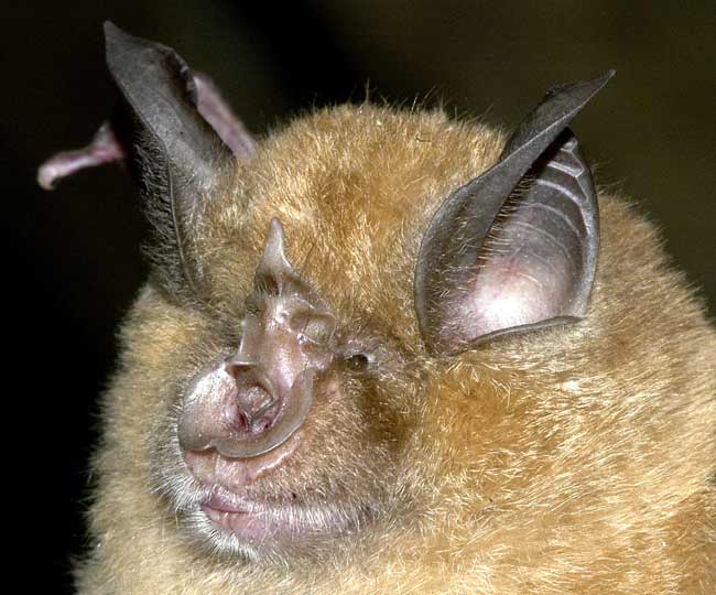 Flying Mammals: Gallery of Spooky Bats | Live Science