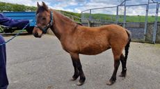 N1864-&ndash;-Exmoor-type-Mare-left-side-1.jpg