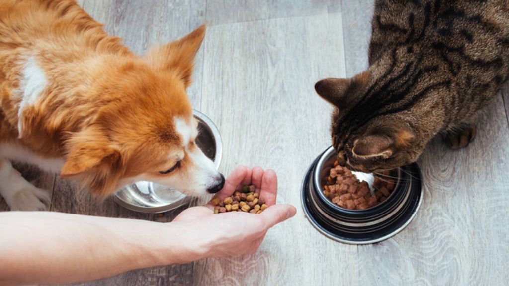 Can dogs eat cat food? A vet's guide to whether cat food is bad for