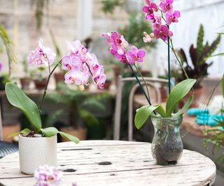 two pink orchid plants blooming in pots on a table