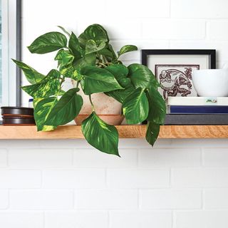 room with white wall and money plant on pot