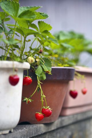 pots of strawberry plants with fruit in a row