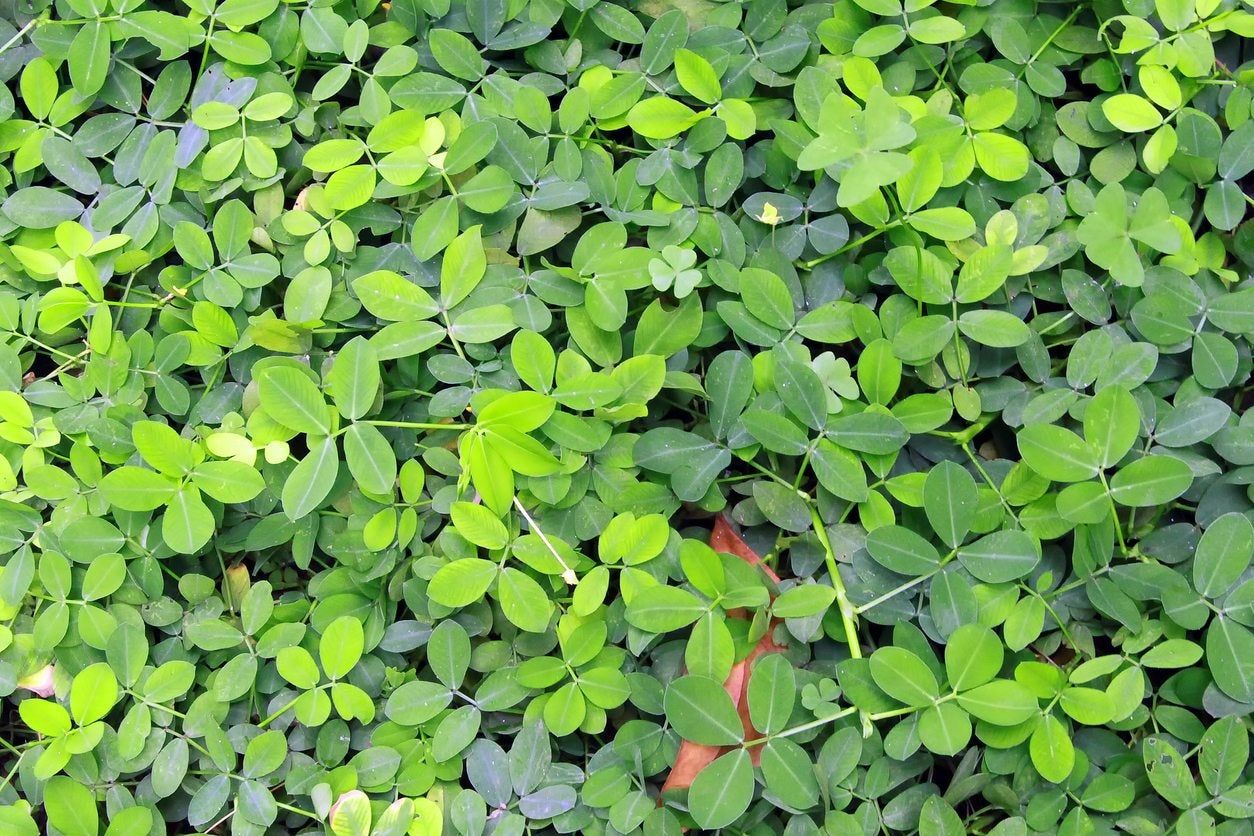 peanut ground cover