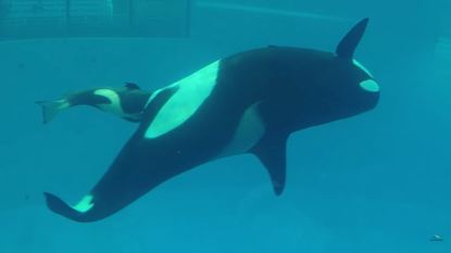 Orca giving birth