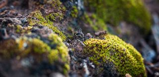 A moss species, called hairless twisted moss, growing as part of a biological soil crust in Utah. The member species of biological soil crusts each play important roles in maintaining the health of the overall community.