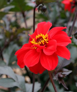 Dahlia 'Bishop of Llandaff'