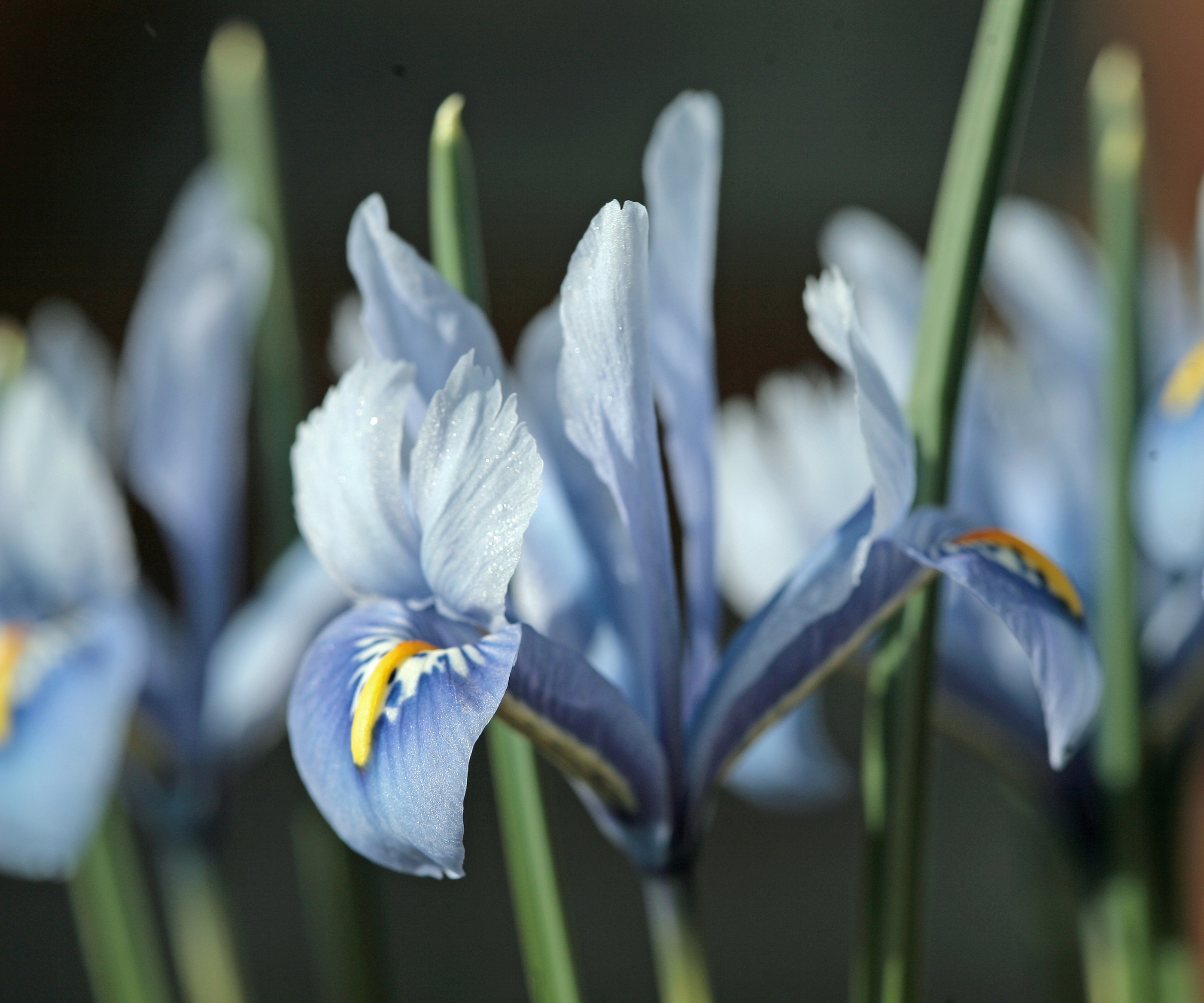 Blue and yellow petals of dwarf irises