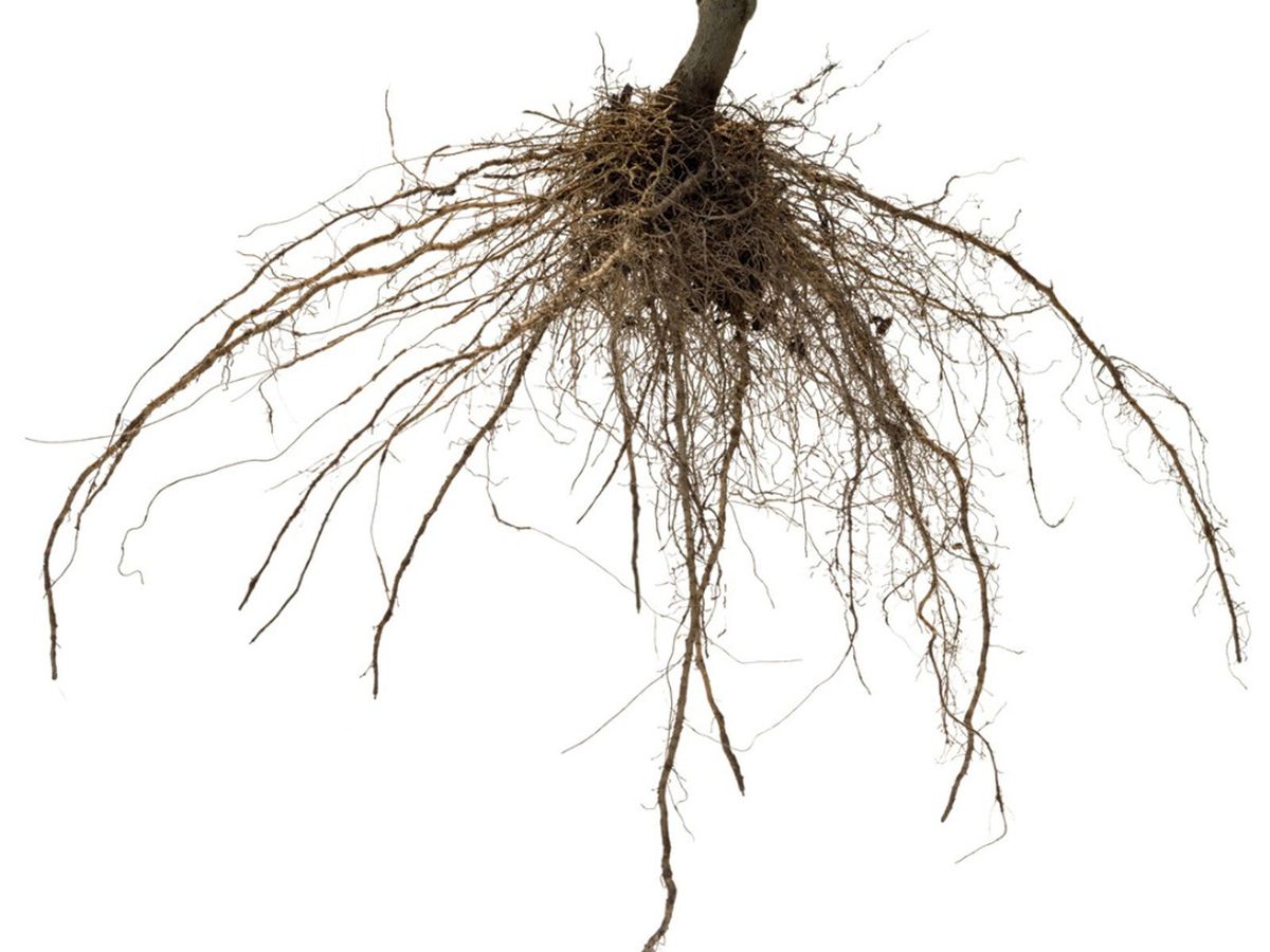 Root Washing Method Is Root Washing Before Planting Important