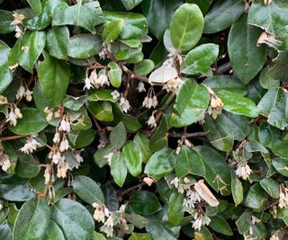 The glossy leaves and white flowers of Elaeagnus 'Ebbinge's Silverberry'