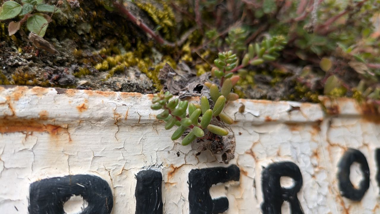 200 photos pixel 9 vs pixel 8a - macro shots on pixl 8a