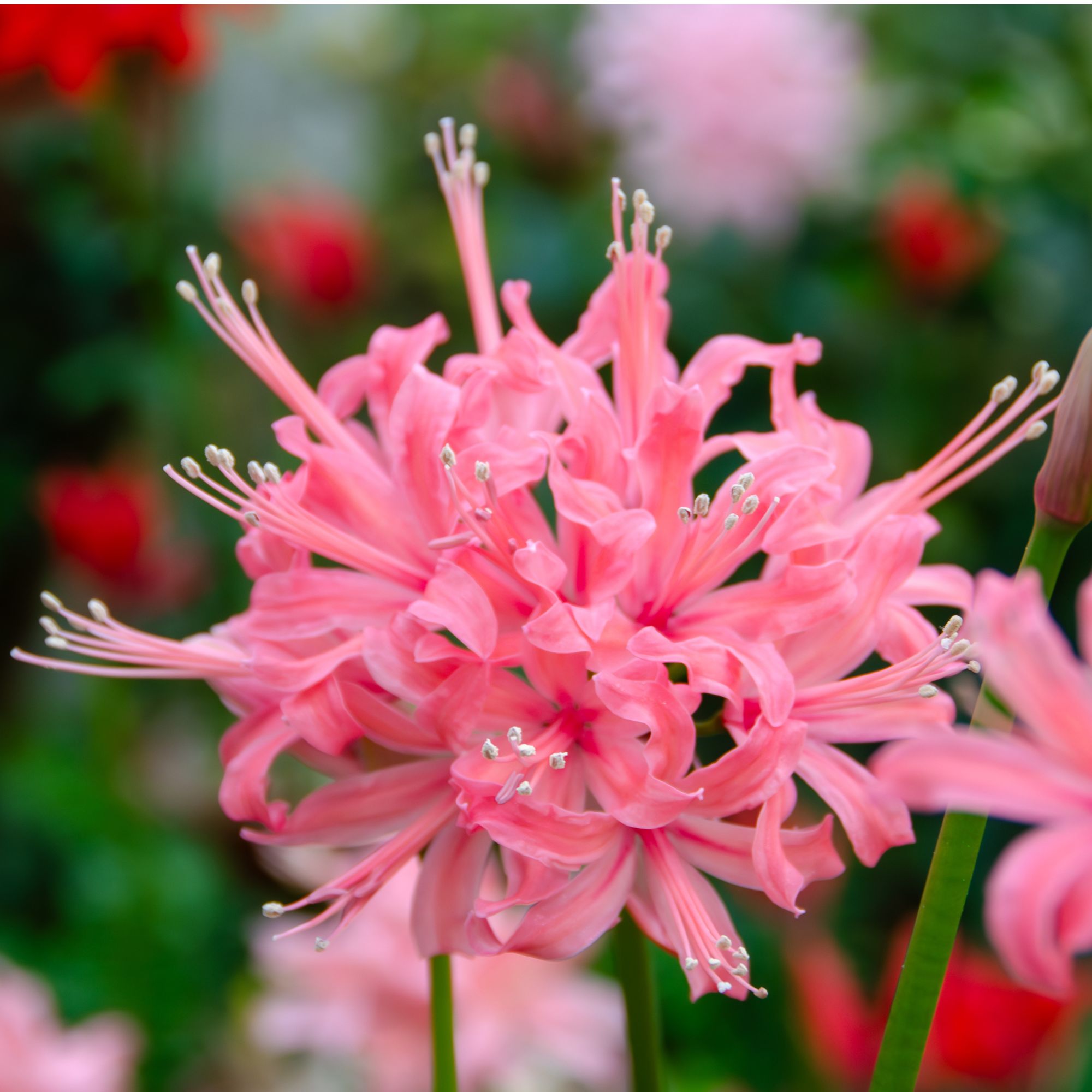 Pink flowering nerine in garden